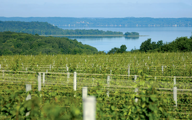 Vineyards-in-summer-800x500
